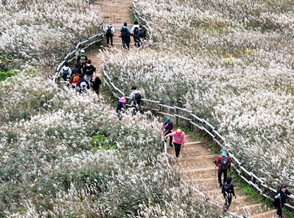 민둥산 은빛 억새 물결