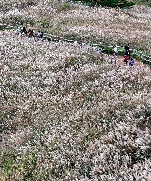 민둥산 억새 장관