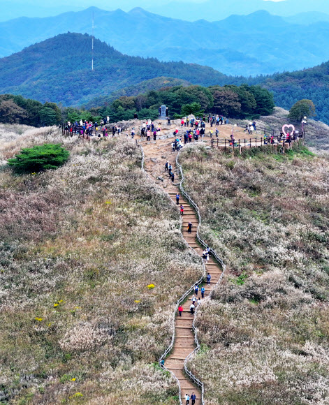 민둥산 억새 장관