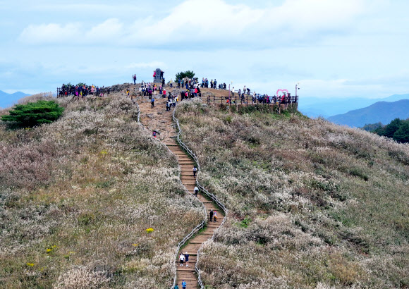 계절이 완연한 가을로 접어든 9일 강원 정선군 민둥산 정상부가 은빛 억새로 물들고 있다. 2023.10.9 연합뉴스