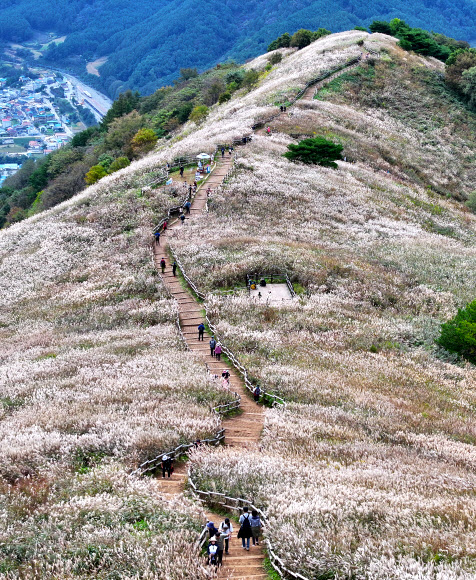 민둥산 은빛 억새 물결