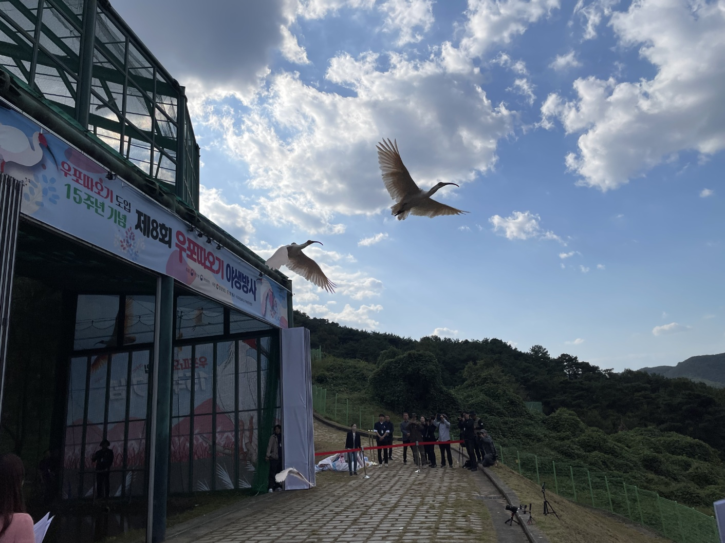 경남도와 환경부, 문화재청, 창녕군이 11일 우포따오기복원센터에서 제8회 우포따오기 야생방사 행사를 열고 따오기 26마리를 야생으로 날려보내고 있다. 경남도 제공