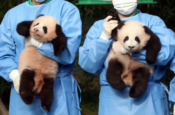 12일 오전 경기 용인 에버랜드 동물원 판다랜드에서 국내 첫 쌍둥이 아기 판다 ‘루이바오’(왼쪽)와 ‘후이바오’가 공개되고 있다. 2023.10.12 연합뉴스
