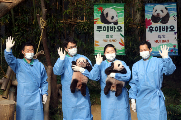 12일 오전 경기 용인 에버랜드 동물원 판다랜드에서 국내 첫 쌍둥이 아기 판다 ‘루이바오’(왼쪽)와 ‘후이바오’가 공개되고 있다. 2023.10.12 연합뉴스