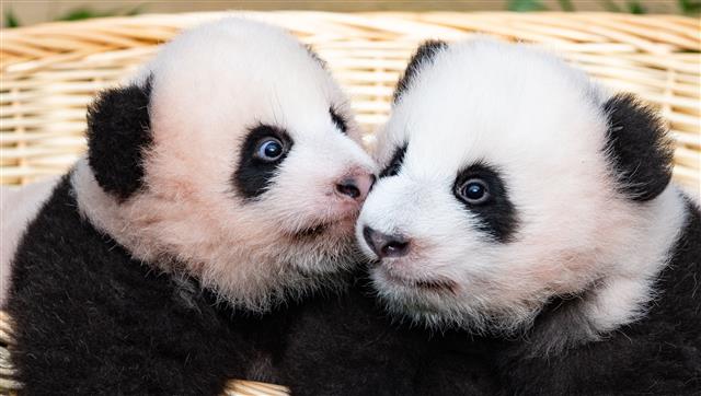 ‘자이언트 판다’ 아이바오와 러바오 사이에서 태어난 쌍둥이 판다인 루이바오(왼쪽)과 후이바오가 12일 오전 경기도 용인시 에버랜드 판다월드에서 언론에 첫 공개되고 있다. 2023.10.12. 뉴스1