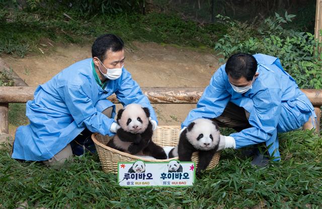 ‘자이언트 판다’ 아이바오와 러바오 사이에서 태어난 쌍둥이 판다인 루이바오(왼쪽)과 후이바오가 12일 오전 경기도 용인시 에버랜드 판다월드에서 언론에 첫 공개되고 있다. 2023.10.12. 뉴스1
