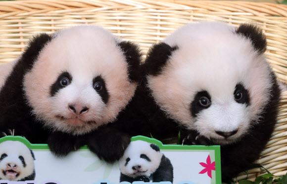 12일 오전 경기 용인 에버랜드 동물원 판다랜드에서 국내 첫 쌍둥이 아기 판다 ‘루이바오’(왼쪽)와 ‘후이바오’가 공개되고 있다. 2023.10.12 연합뉴스