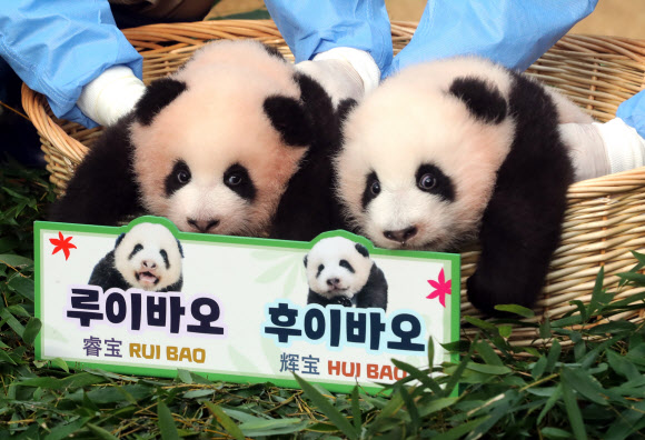 12일 오전 경기 용인 에버랜드 동물원 판다랜드에서 국내 첫 쌍둥이 아기 판다 ‘루이바오’(왼쪽)와 ‘후이바오’가 공개되고 있다. 2023.10.12 연합뉴스