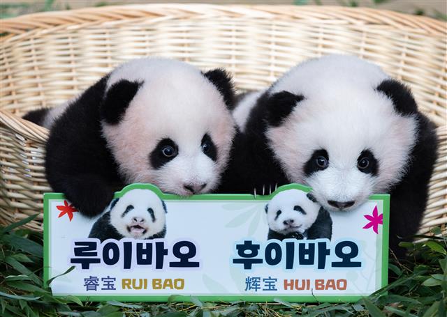 ‘자이언트 판다’ 아이바오와 러바오 사이에서 태어난 쌍둥이 판다인 루이바오(왼쪽)과 후이바오가 12일 오전 경기도 용인시 에버랜드 판다월드에서 언론에 첫 공개되고 있다. 2023.10.12. 뉴스1