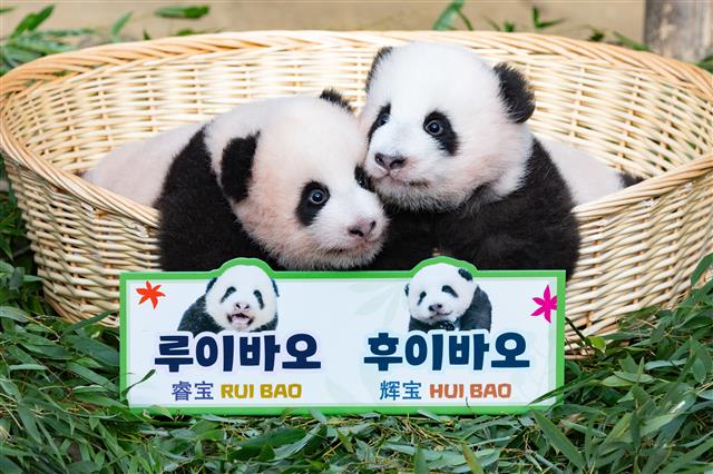 ‘자이언트 판다’ 아이바오와 러바오 사이에서 태어난 쌍둥이 판다인 루이바오(왼쪽)과 후이바오가 12일 오전 경기도 용인시 에버랜드 판다월드에서 언론에 첫 공개되고 있다. 2023.10.12. 뉴스1