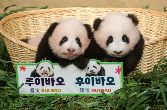 12일 오전 경기 용인에버랜드 동물원 판다랜드에서 국내 첫 쌍둥이 아기 판다 ‘루이바오’와 ‘후이바오’가 공개되고 있다. 2023.10.12 연합뉴스