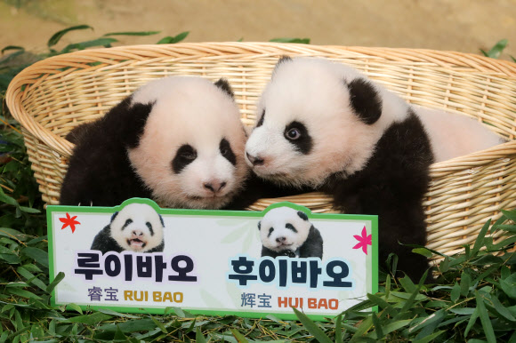 12일 오전 경기 용인에버랜드 동물원 판다랜드에서 국내 첫 쌍둥이 아기 판다 ‘루이바오’와 ‘후이바오’가 공개되고 있다. 2023.10.12 연합뉴스
