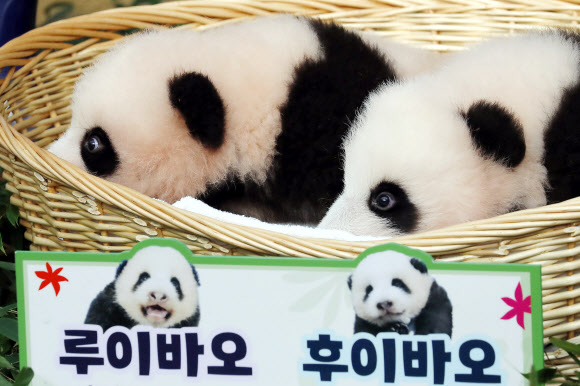 12일 경기 용인시 에버랜드 동물원 판다월드에서 판다 커플 러바오와 아이바오 사이에서 태어난 쌍둥이 아기 판다 루이바오, 후이바오가 공개되고 있다. 2023.10.12. 뉴시스