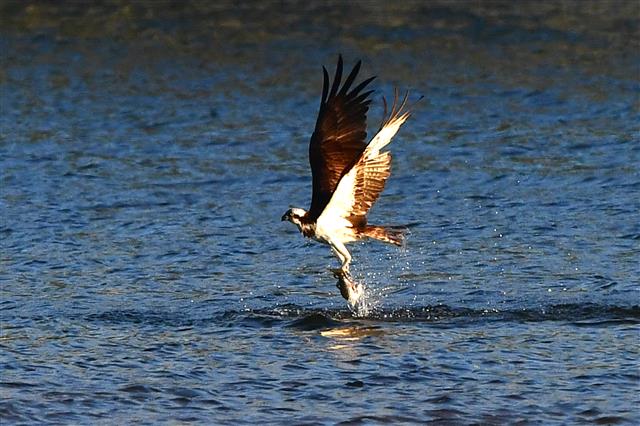 겨울새인 물수리가 12일 오전 경북 포항시 남구 연일읍 형산강에서 먹잇감을 잡은 후 날아오르고 있다. 멸종위기 2급인 물수리는 9월 말부터 11월 말까지 포항, 강릉, 제주 등지에서 사냥을 하며 겨울을 난다.2023.10.12. 뉴스1