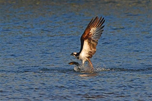 겨울새인 물수리가 12일 오전 경북 포항시 남구 연일읍 형산강에서 먹잇감을 잡은 후 날아오르고 있다. 멸종위기 2급인 물수리는 9월 말부터 11월 말까지 포항, 강릉, 제주 등지에서 사냥을 하며 겨울을 난다.2023.10.12. 뉴스1