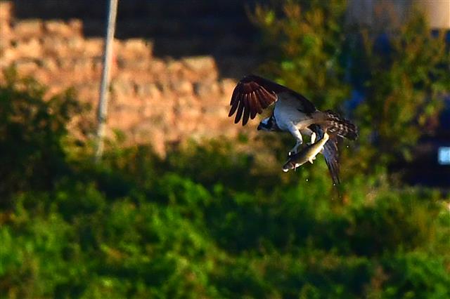 겨울새인 물수리가 12일 오전 경북 포항시 남구 연일읍 형산강에서 먹잇감을 잡은 후 날아가고 있다. 멸종위기 2급인 물수리는 9월 말부터 11월 말까지 포항, 강릉, 제주 등지에서 사냥을 하며 겨울을 난다.2023.10.12. 뉴스1