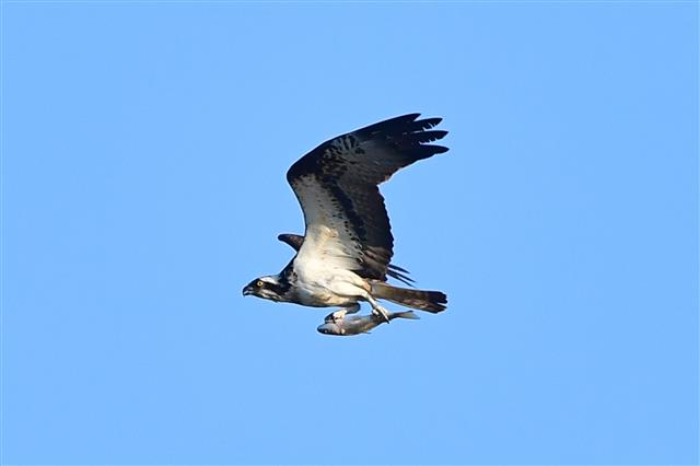 겨울새인 물수리가 12일 오전 경북 포항시 남구 연일읍 형산강에서 먹잇감을 잡은 후 날아가고 있다. 멸종위기 2급인 물수리는 9월 말부터 11월 말까지 포항, 강릉, 제주 등지에서 사냥을 하며 겨울을 난다.2023.10.12. 뉴스1
