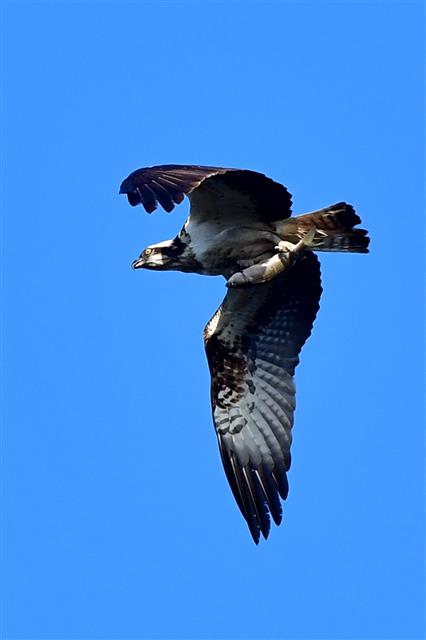 겨울새인 물수리가 12일 오전 경북 포항시 남구 연일읍 형산강에서 먹잇감을 잡은 후 날아가고 있다. 멸종위기 2급인 물수리는 9월 말부터 11월 말까지 포항, 강릉, 제주 등지에서 사냥을 하며 겨울을 난다.2023.10.12. 뉴스1