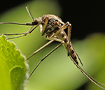 말라리아는 대표적인 모기매개 감염병으로 대부분 적도 근처 열대지방, 아열대 지방에서 발생하며 특히 아프리카에서는 매우 위험한 질병으로 손꼽히고 있습니다.[질병관리청]