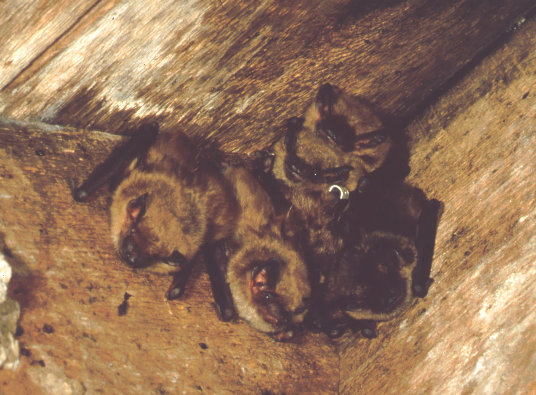 단기간 스트레스만으로도 수컷 큰갈색박쥐의 생식능력은 급격히 저하한다는 연구 결과가 나왔다.  UC버클리 제공