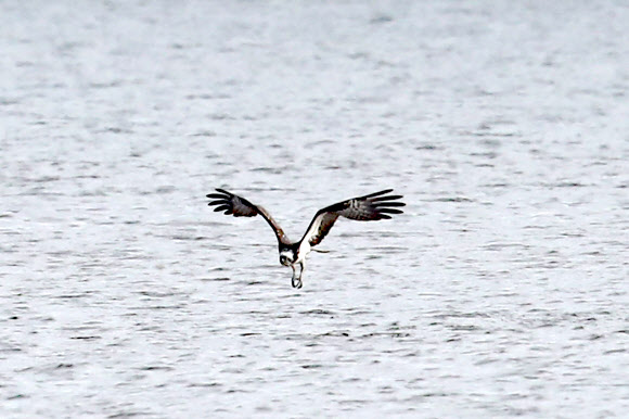 13일 경북 포항시 남구 연일읍 형산강 주변에서 환경부 지정 멸종위기 야생생물 2급인 물수리가 먹이 사냥에 나서고 있다. 2023.10.13 연합뉴스