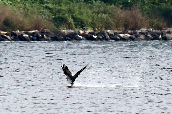 13일 경북 포항시 남구 연일읍 형산강 주변에서 환경부 지정 멸종위기 야생생물 2급인 물수리가 먹이 사냥에 나서고 있다. 2023.10.13 연합뉴스