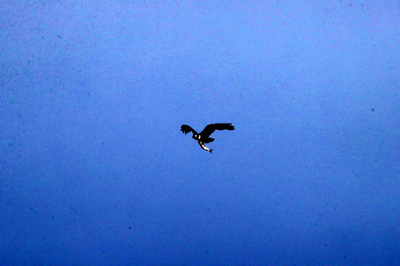 13일 경북 포항시 남구 연일읍 형산강 주변에서 환경부 지정 멸종위기 야생생물 2급인 물수리가 물고기를 낚아챈 뒤 날아가고 있다. 2023.10.13 연합뉴스