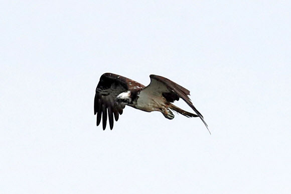 13일 경북 포항시 남구 연일읍 형산강 주변에서 환경부 지정 멸종위기 야생생물 2급인 물수리가 유유히 날아다니고 있다. 2023.10.13 연합뉴스