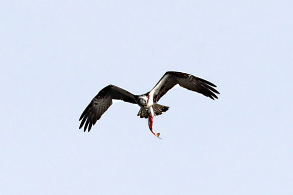 13일 경북 포항시 남구 연일읍 형산강 주변에서 환경부 지정 멸종위기 야생생물 2급인 물수리가 물고기를 낚아챈 뒤 날아가고 있다. 2023.10.13 연합뉴스