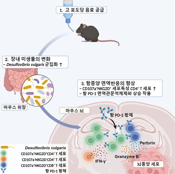 고 포도당 음료가 악성 뇌종양 교모세포종 면역반응에 미치는 영향 개념도  카이스트 제공