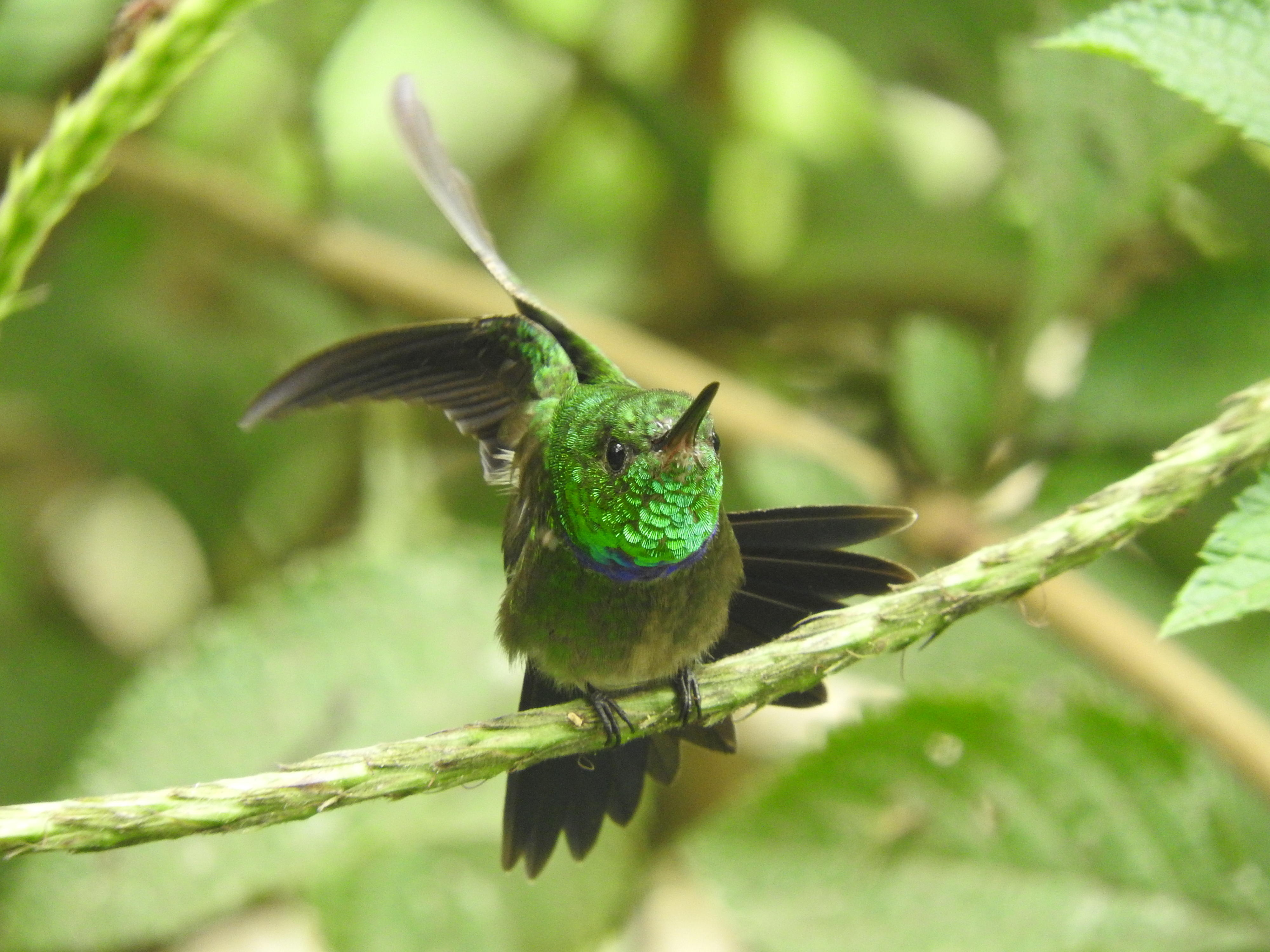 소리풍경(soundscape)을 통해 생태계의 생물다양성을 판단할 수 있는 방법이 개발돼 주목받고 있다. 에콰도르 열대우림에 서식하는 보라가슴벌새의 모습. 네이처 커뮤니케이션스 제공