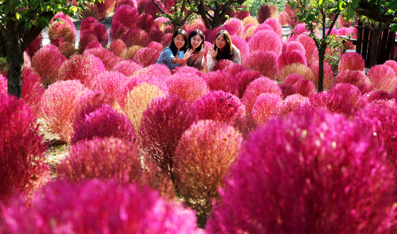 완연한 가을 날씨를 보인 18일 오전 경기도 용인시 에버랜드 하늘정원길에 댑싸리가 붉게 물들어 있다. 2023.10.18 연합뉴스
