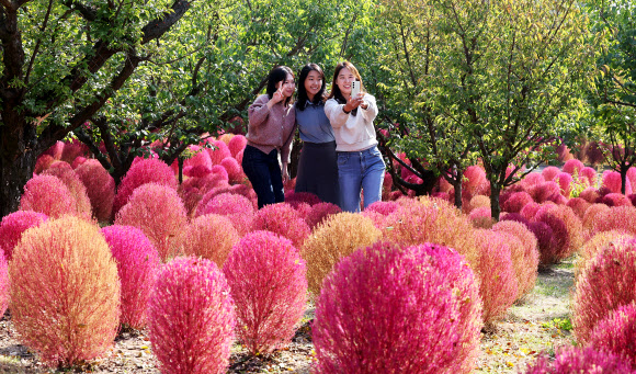 완연한 가을 날씨를 보인 18일 오전 경기도 용인시 에버랜드 하늘정원길에 댑싸리가 붉게 물들어 있다. 2023.10.18 연합뉴스