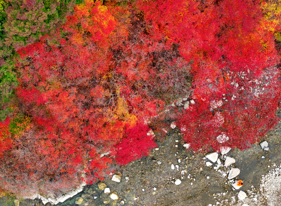 짙게 물든 철암천 단풍