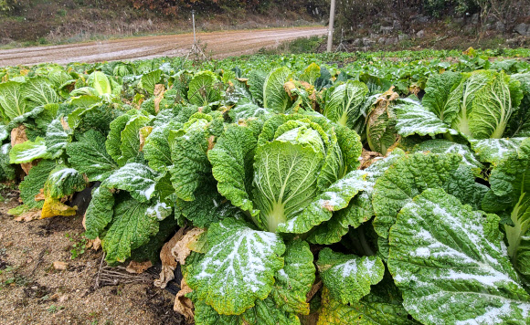 강원도 내 곳곳이 올가을 들어 가장 추운 날씨를 보인 21일 평창군 진부면의 한 농촌 마을에 눈이 내리고 있다. 강원지방기상청에 따르면 이날 설악산과 광덕산 등에 올가을 첫눈이 내렸다. 2023.10.21 연합뉴스