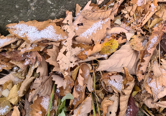 강원도 내 곳곳이 올가을 들어 가장 추운 날씨를 보인 21일 양양군 설악산 국립공원 오색대청 구간 고지대 탐방로의 낙엽에 첫눈이 살짝 덮여 있다. 강원지방기상청에 따르면 설악산의 이날 최저 기온은 영하 5.6도를 기록했다. 2023.10.21. 독자 제공·연합뉴스