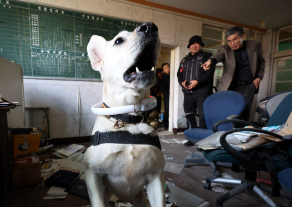 24일 전남 화순군 춘곡무인교육원에서 열린 소방청ㆍ호남119특수구조대 등 특수목적견 합동훈련에서 인명구조견이 지진 붕괴 사고를 가정한 현장 실종자 수색 훈련을 하고 있다. 2023.10.24  연합뉴스