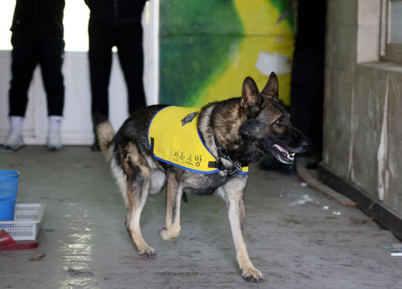 24일 전남 화순군 춘곡무인교육원에서 열린 소방청ㆍ호남119특수구조대 등 특수목적견 합동훈련에서 구조견이 지진 붕괴 사고를 가정한 현장 실종자 수색 훈련을 하고 있다. 2023.10.24  연합뉴스