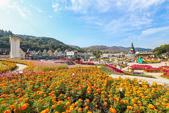 메리골드, 코키아 등 가을 테마정원으로 변신한 에버랜드 포시즌스가든. 에버랜드 제공