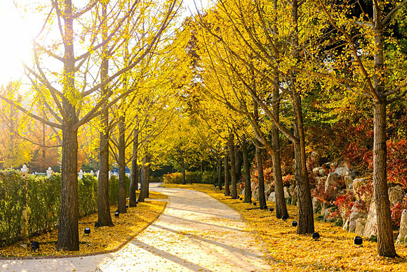 황금빛 단풍 산책을 즐길 수 있는 에버랜드 은행나무길. 에버랜드 제공