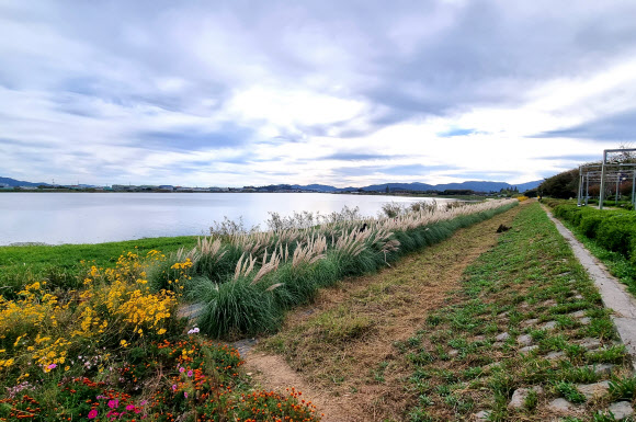 남미 초원지대처럼 변신한 김해 서낙동강변