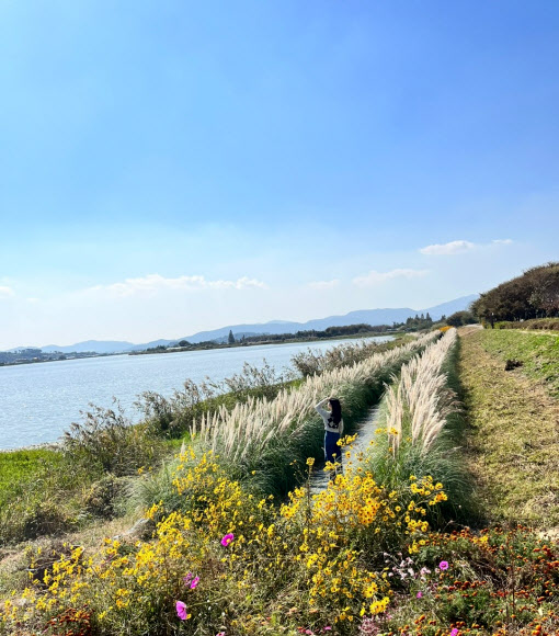 남미 초원지대처럼 변신한 김해 서낙동강변