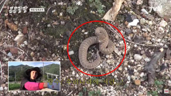 그룹 엑소 디오는 tvN ‘콩 심은 데 콩 나고 팥 심은 데 팥 난다’에서 갑작스럽게 나타난 뱀을 직접 손으로 잡아 산속으로 던졌다. 사진은 디오가 잡은 뱀의 모습. tvN