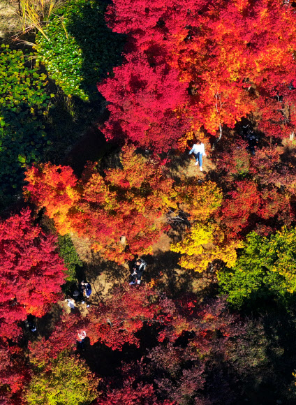 29일 오후 강원 춘천시 대표 관광지인 남이섬을 찾은 관광객이 단풍 든 가을 정취를 만끽하고 있다. 2023.10.29  연합뉴스