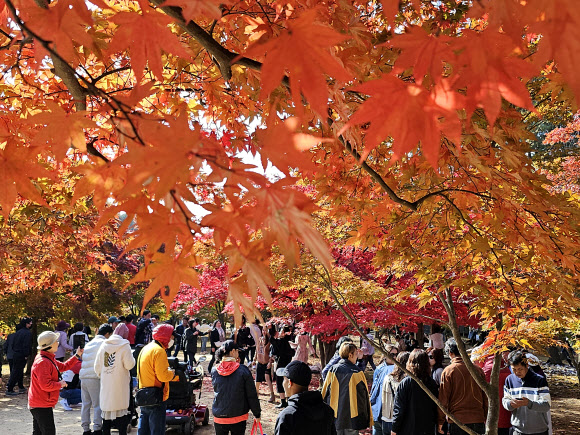 29일 오후 강원 춘천시 대표 관광지인 남이섬을 찾은 관광객이 단풍 든 가을 정취를 만끽하고 있다. 2023.10.29  연합뉴스