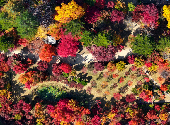 29일 오후 강원 춘천시 대표 관광지인 남이섬을 찾은 관광객이 단풍 든 가을 정취를 만끽하고 있다. 2023.10.29  연합뉴스