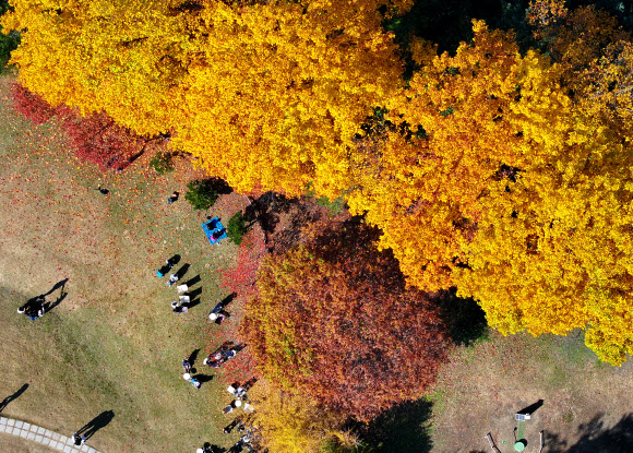 29일 오후 강원 춘천시 대표 관광지인 남이섬을 찾은 관광객이 단풍 든 가을 정취를 만끽하고 있다. 2023.10.29  연합뉴스
