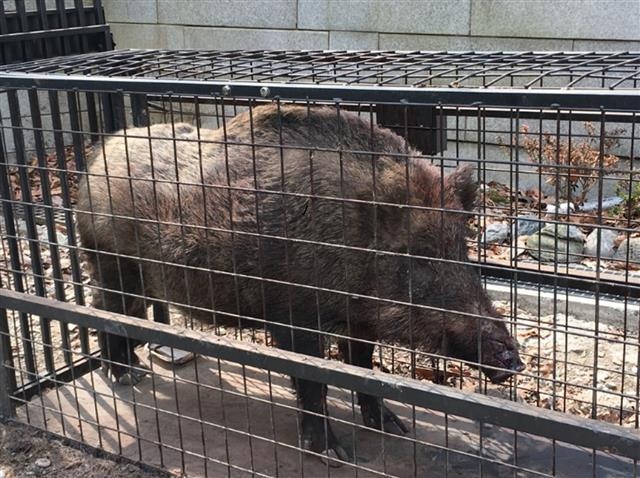 방역 당국이 설치한 포획틀에 갇힌 야생 멧돼지. (기사와 관련 없음) 환경부 제공