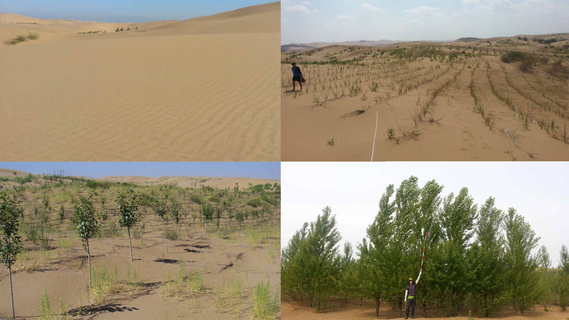 BC카드가 숲 조성 사업을 진행한 쿠부치 사막의 변화 모습. 각각 왼쪽 위가 2014년, 오른쪽 위가 2018년, 왼쪽 아래가 2021년, 오른쪽 아래가 2022년. BC카드 제공