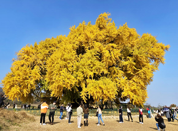 노랗게 물든 10월의 마지막 날